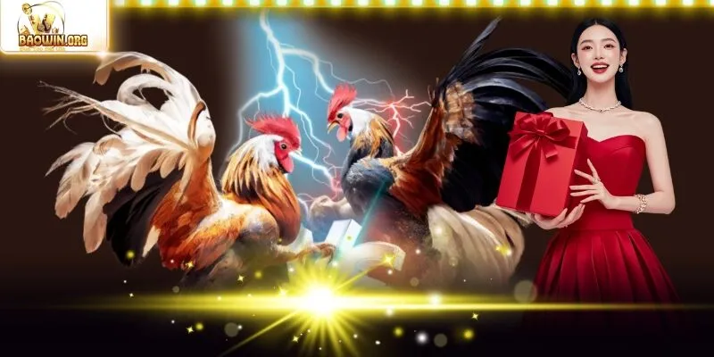 Sảnh Digmaan - Cuộc Chiến Đỉnh Cao, Hội Tụ Chiến Kê Xuất Sắc